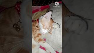 How cat clean his face trending cat shortsvideo [upl. by Reamonn715]