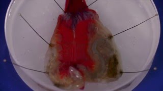 How to dissect a solitary ascidian [upl. by Carie]