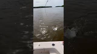 Chokoloskee Island Florida large stingray on light tackle fishing florida backcountryfishing [upl. by Pansy]