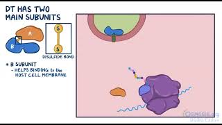 Corynebacterium Diptheriae  Diphtheria  Osmosis [upl. by Mandell]