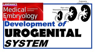 Langman Chapter16  Embryology of Urogenital System  Dr Asif Lectures [upl. by Ran377]