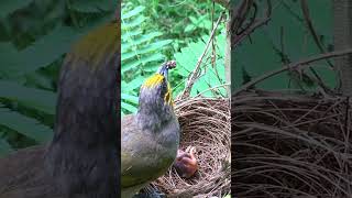 Bulbul Chick So Wellfed Its Just Too Lazy to Eat – Bird Parents Overzealous Feeding [upl. by Ivanna]