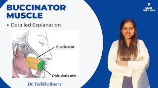 Buccinator muscle  Anatomy lectures [upl. by Ecneitap]