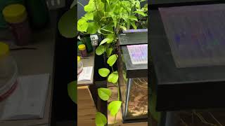 6 Pothos Varieties for a Fish Tank [upl. by Ingar739]