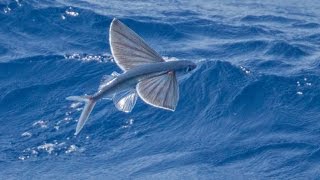 Flying fish video  Flying fish attack  Flying fish documentary [upl. by Lacey]