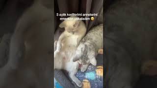 Ana yüreği işte 😻 cat cats kedi catlovers kediler catlover 🎥melekyurrtagulsigirci [upl. by Ushijima]