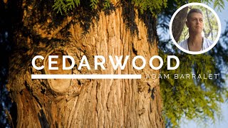 Cedarwood  The Oil of Grounded Strength [upl. by Negeam]