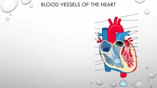 DE Physical Education  ALevel PE  The Structure of the Cardio Vascular System [upl. by Lolanthe]