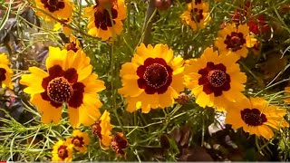 1814  Coreopsis Tinctoria  All season annual  Inhe kab kab grow karen  Tickseed Tick seed [upl. by Elman]