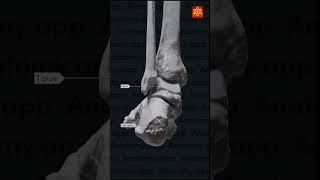 Bone of Tarsal and Metatarsal Tarsal Bone sarathi anatomy bone tarsal neckbones tarsal bones [upl. by Aicarg]