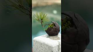 yamadori pine bonsai tree 분재 [upl. by Eirena]