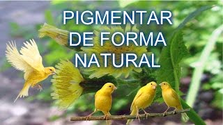 Como pigmentar canarios amarillos con plantas [upl. by Vally]