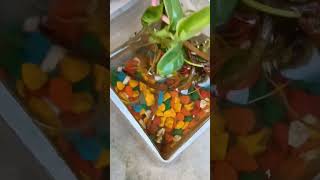 Water propagation coversong cover voiceeffects gardenplantssong trending shortsfeed [upl. by Tahpos298]