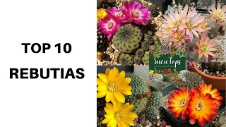 TOP 10 REBUTIAS [upl. by Pirali302]