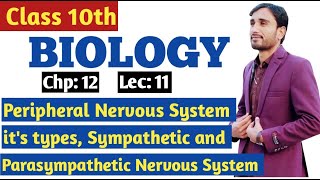 Peripheral Nervous System amp its types  Sympathetic amp Parasympathetic Nervous system 9th Lec 11 [upl. by Kra]