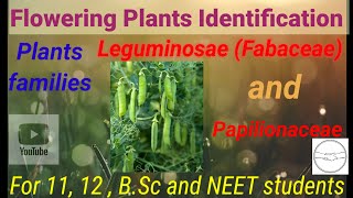 Leguminosae fabaceae and Papilionaceae plants families Kuldeepyadaveduhub  BSc 3 semester [upl. by Yelrak408]