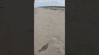 Easiest yet EFFECTIVE way to catch fluke from shore in NJ fluke njfishing surffishing flounder [upl. by Asina]