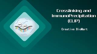 Crosslinking and ImmunoPrecipitation CLIP [upl. by Lleirbag]