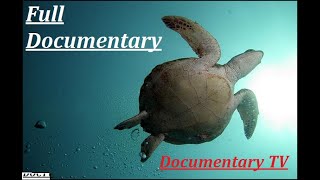 Aquatic Life of The Persian Gulf  Full Documentary  Documentary TV [upl. by Emlin]