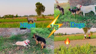 Dogs Ko Nilgai Ke Piche Chhod Diya 🔥 [upl. by Assenar]