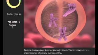 Meiosis [upl. by Spratt]
