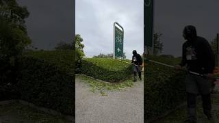 Hedge cut and tidyup  Before and After Wheelie enjoyed this one 😉 hedgetrimming gardening [upl. by Notnel459]