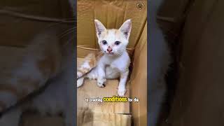 Abandoned kitten rescued with leg injuries❤️ [upl. by Adnahsed]