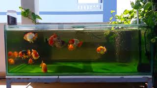 Ranchu tank [upl. by Zacharie]