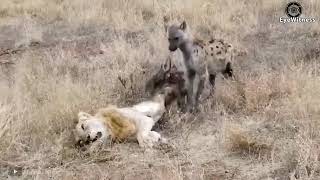 6 Incredible Moments Lion Was Killed While Hunting amp The Last Painful Moment Of The King [upl. by Eilahtan906]