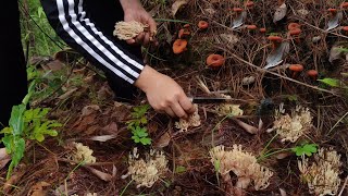 Foraging Lots of Wild mushrooms in the Village  Coral Mushrooms [upl. by Neelrac]