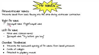 Atrioventricular Valves [upl. by Yeltnerb]