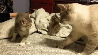 5 week old kitten vs daddy cat [upl. by Allehs]