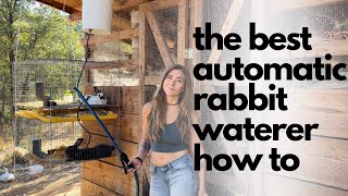 The Best Automatic Rabbit Waterer a how to guide [upl. by Graaf]