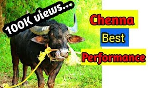 Kambala  CHENNA best performance [upl. by Leonardo]