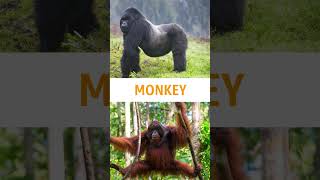 Monkeys fact in malayalam facts funfacts [upl. by Cianca]