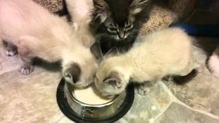 Skinny kittens eating their quotKitten Glopquot [upl. by Aryam]