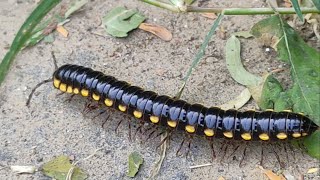 Millipede moves on road millipedes millipedelifecycle millipedehunt kenno worm indianmillipede [upl. by Ahtiekal]