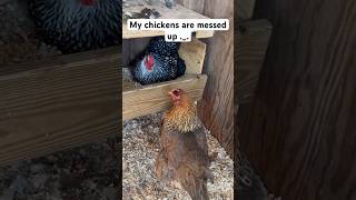 What is wrong with my chickens chickens chickenshorts chicks funny backyardchickens [upl. by Darrey]