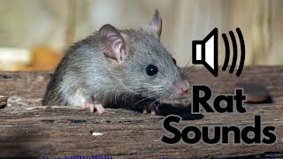 Rat Sound Effects Squeaking Screeching  No Copyright [upl. by Nugesulo]