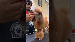 Poodle grooming pets puppy grooming poodleoftheday [upl. by Loleta448]