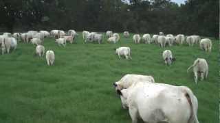 Herd of British White Cattle Moving to Fresh Summer Pasture [upl. by Aiduan606]