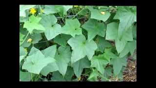 Huge Cucumber Plant Poinsett 76 Grown on a Trellis System [upl. by Anitan]