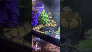 Lavaux doing weird Lavaux things snaketalk ballpython royalpythons hiphop [upl. by Gawain]