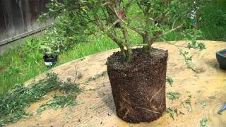 How to create bonsai from nursery plant Sweet Broom Part 2 Root Pruning amp potting [upl. by Heyes476]