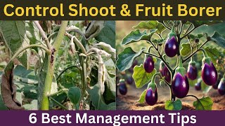 Brinjal Shoot and Fruit Borer  quot6 Best Management Strategiesquot [upl. by Kendy982]