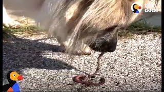 Dog Loves Rescuing Earthworms  The Dodo [upl. by Nitsirt798]