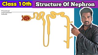 Structure Of Nephron  Nepron Structure  Nephron [upl. by Adiana]