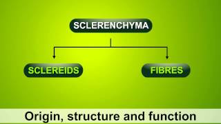 what are plant cell   Sclerenchyma [upl. by Nadnerb]