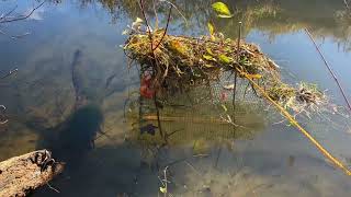 Setting a 330 conibear on the slide of a beaver with catch [upl. by Pavel192]