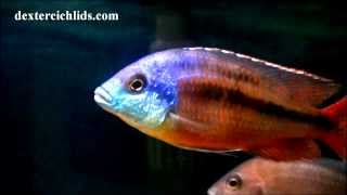 Super Red Empress Cichlid Male in a community tank with Haps and Mbuna [upl. by Idelson]